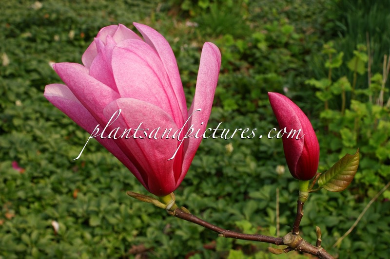 Magnolia ‘Galaxy’