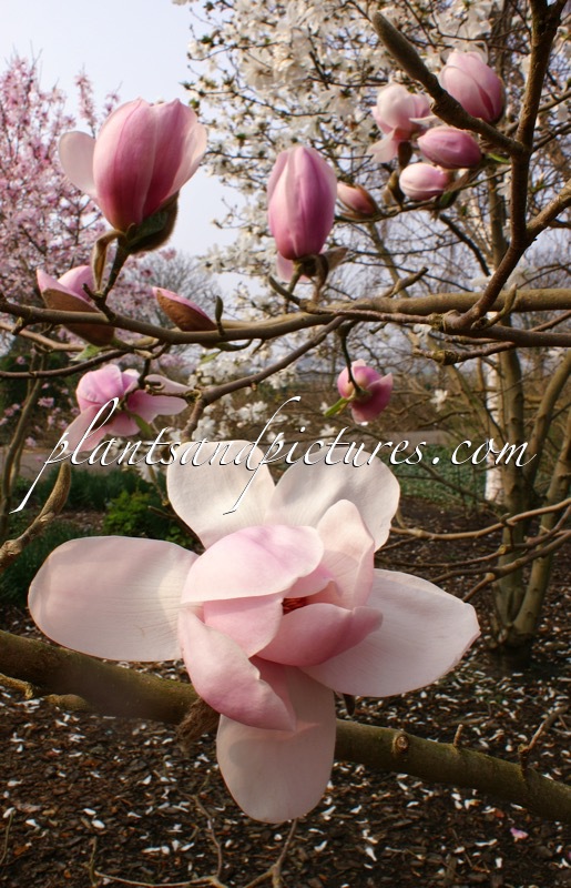 Magnolia ‘Iolanthe’