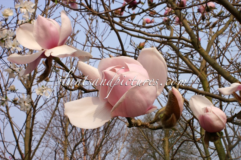 Magnolia ‘Iolanthe’