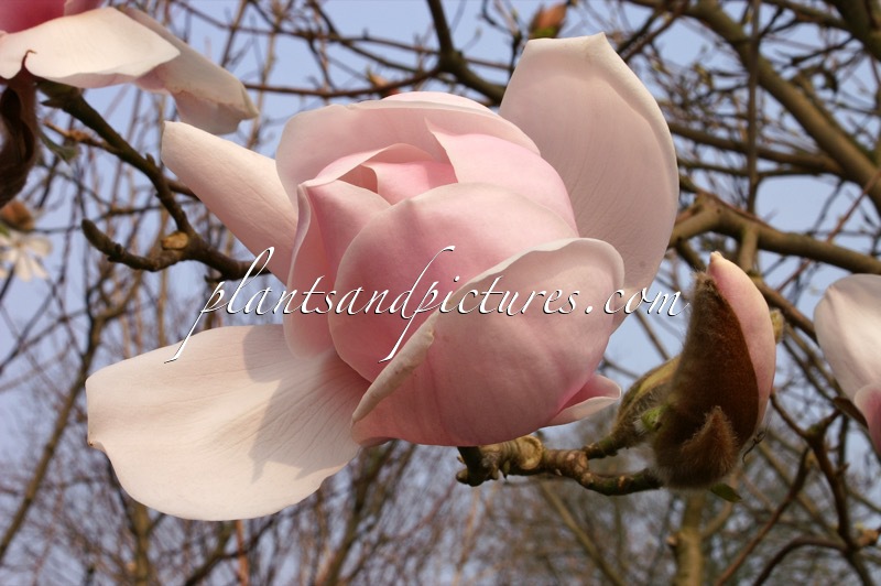 Magnolia ‘Iolanthe’