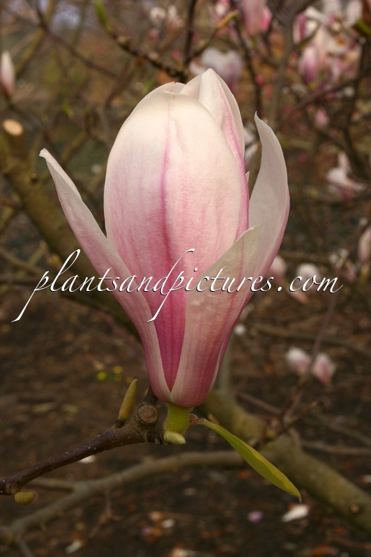 Magnolia soulangeana