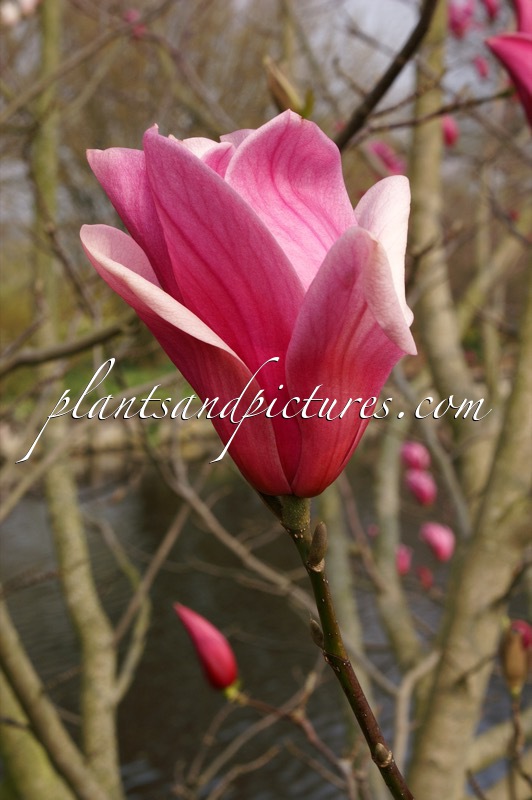 Magnolia ‘Spectrum’