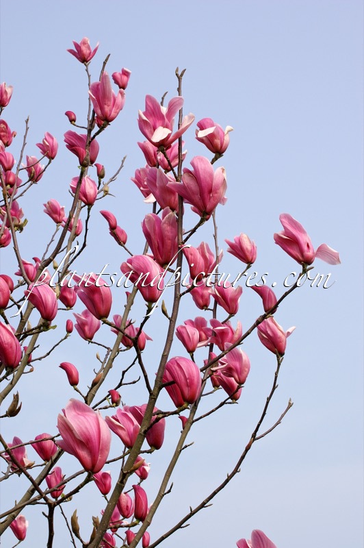 Magnolia ‘Spectrum’