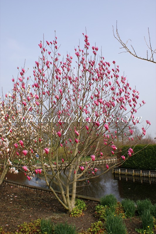 Magnolia ‘Spectrum’