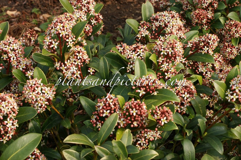 Skimmia japonica ‘Rubinetta’