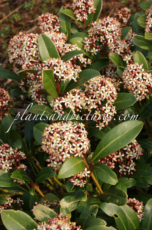Skimmia japonica ‘Rubinetta’