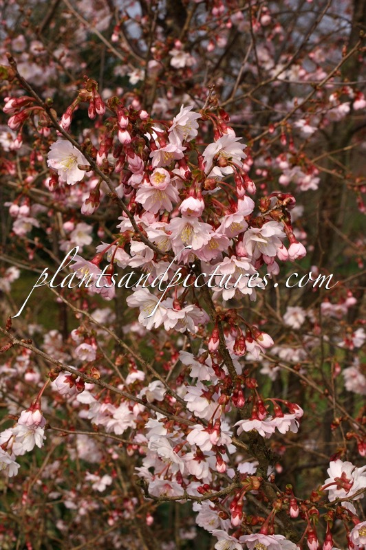 Prunus incisa ‘Mikinori’