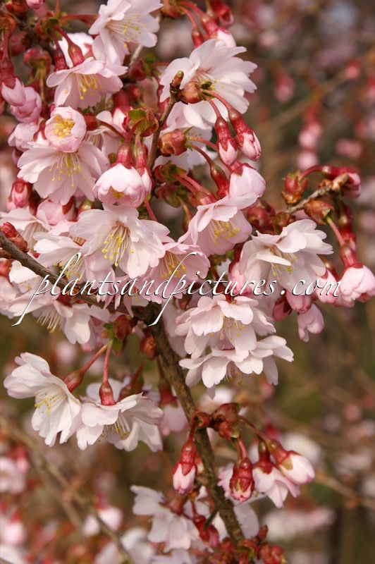 Prunus incisa ‘Mikinori’