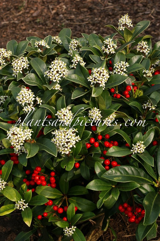 Skimmia japonica ‘Scarlet Queen’