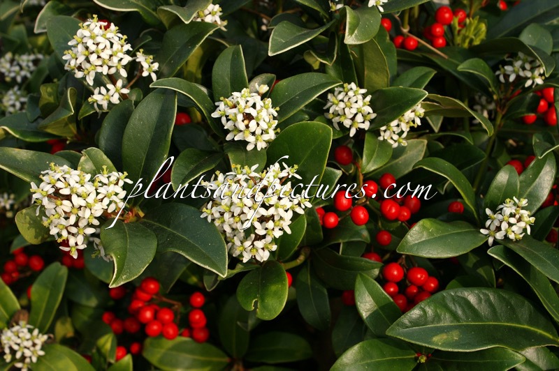 Skimmia japonica ‘Scarlet Queen’
