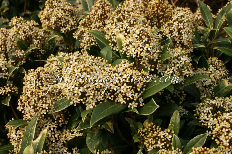 Skimmia japonica ‘Emerald King’