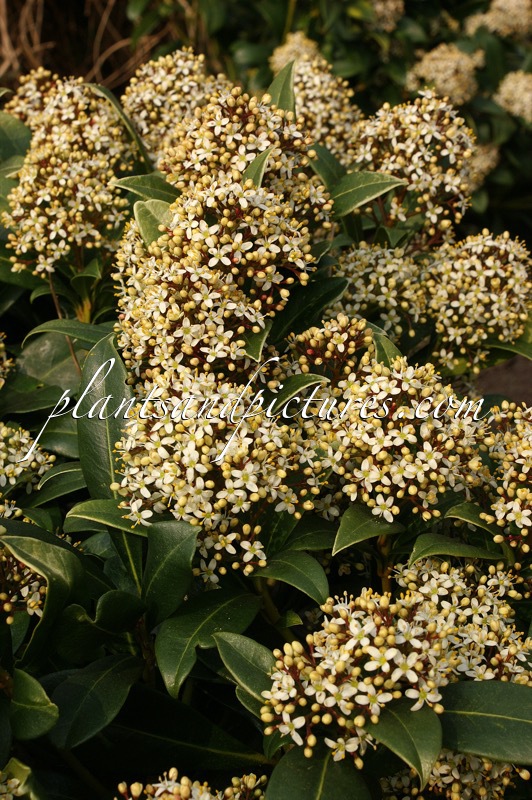 Skimmia japonica ‘Emerald King’