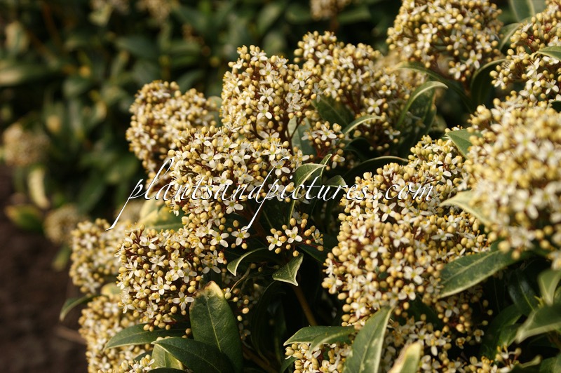 Skimmia japonica ‘Emerald King’