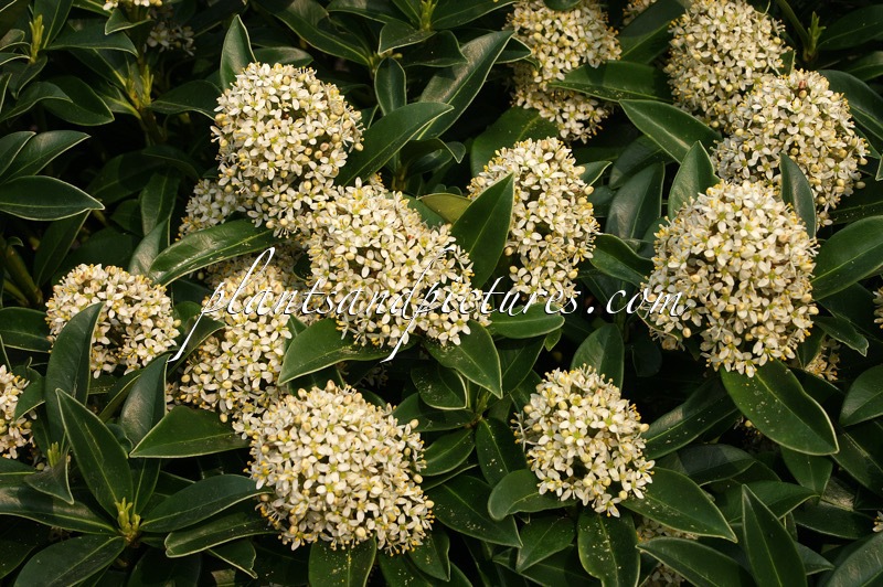 Skimmia japonica ‘Fragrant Cloud’
