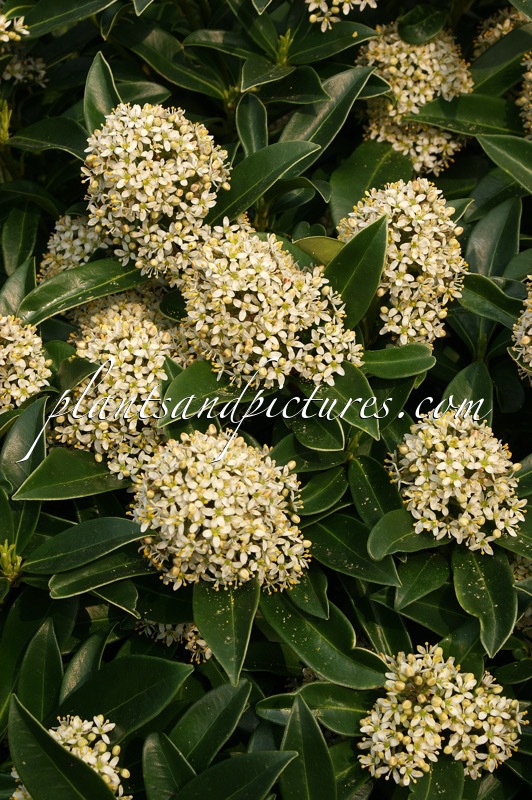 Skimmia japonica ‘Fragrant Cloud’