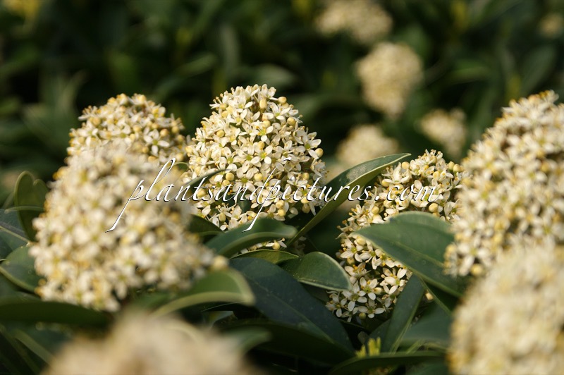 Skimmia japonica ‘Fragrant Cloud’
