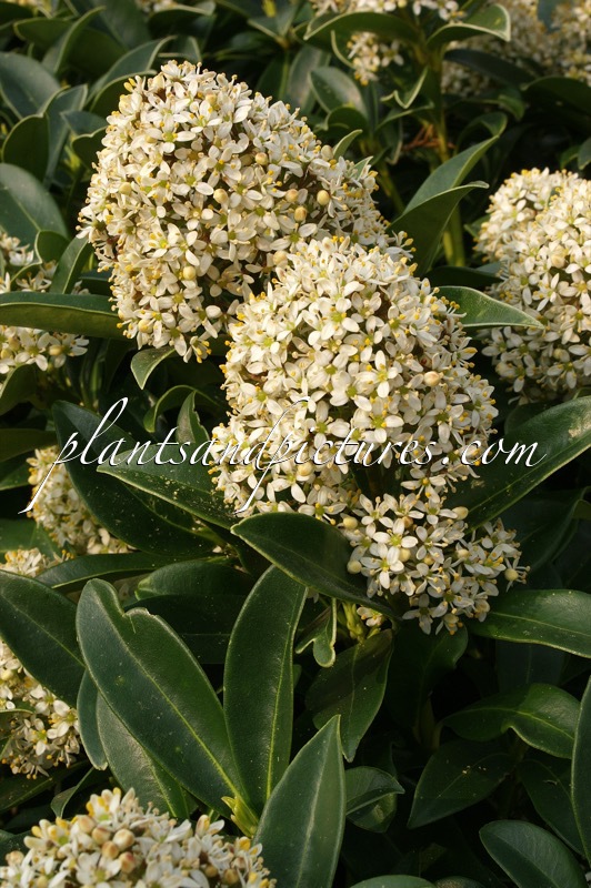 Skimmia japonica ‘Fragrant Cloud’