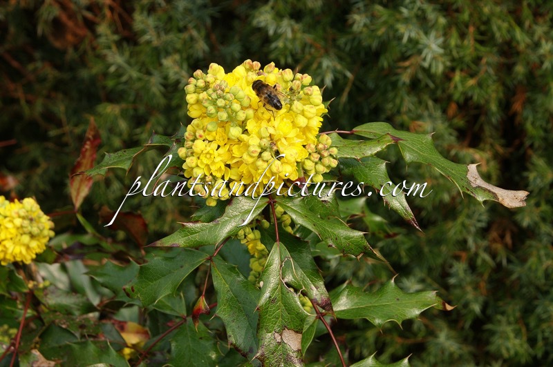 Mahonia aquifolium ‘Donewell’