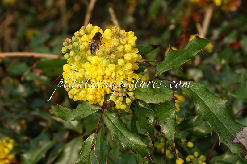 Mahonia aquifolium ‘Donewell’