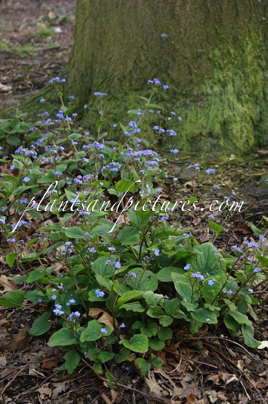 Brunnera macrophylla