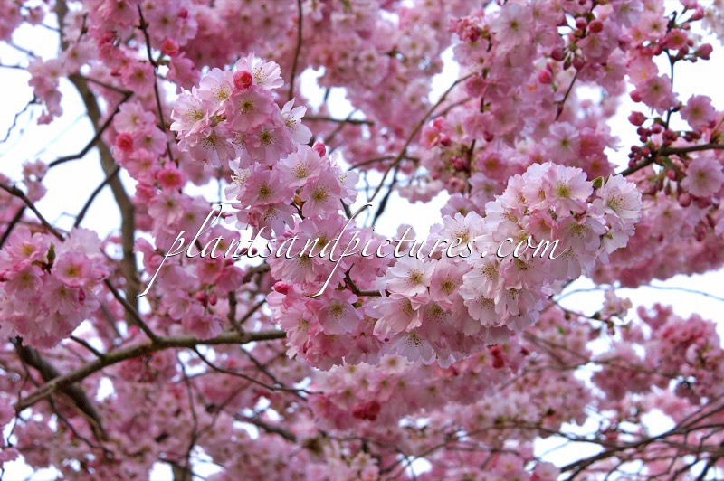 Prunus ‘Accolade’