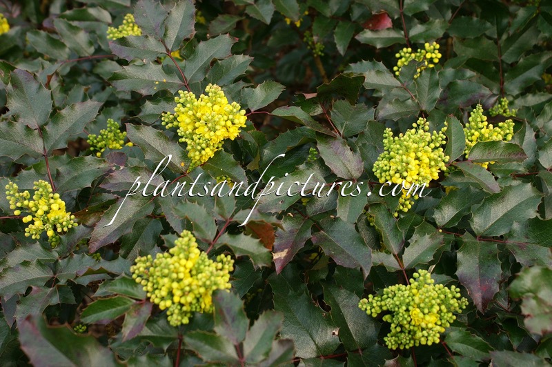 Mahonia aquifolium ‘Atropurpurea’