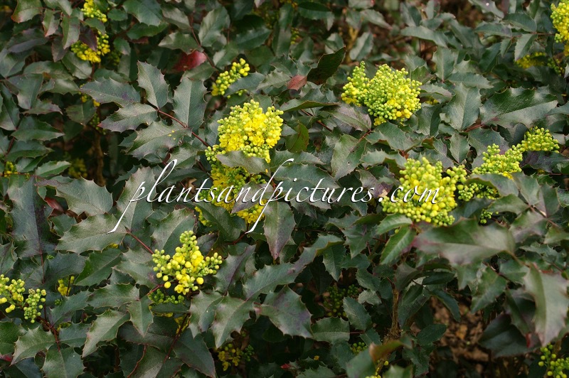 Mahonia aquifolium ‘Atropurpurea’