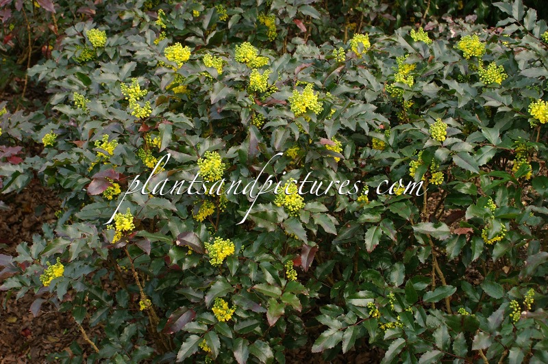 Mahonia aquifolium ‘Atropurpurea’