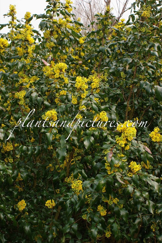 Mahonia aquifolium ‘Undulata’