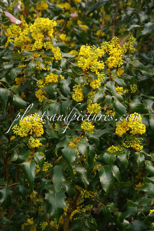 Mahonia aquifolium ‘Undulata’
