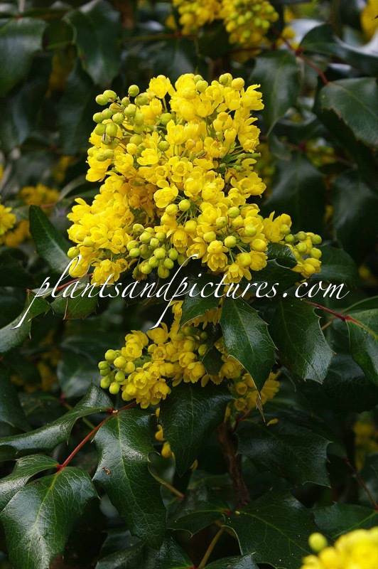 Mahonia aquifolium ‘Undulata’