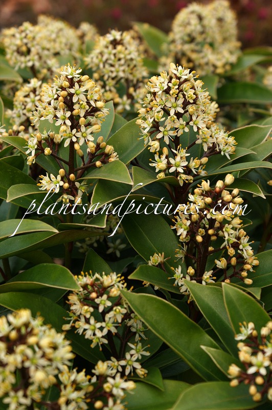 Skimmia japonica ‘Pixel’