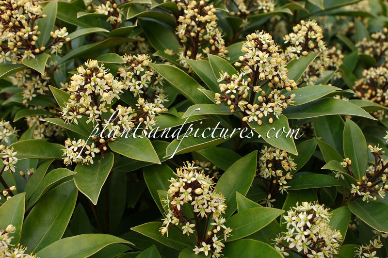 Skimmia japonica ‘Pixel’
