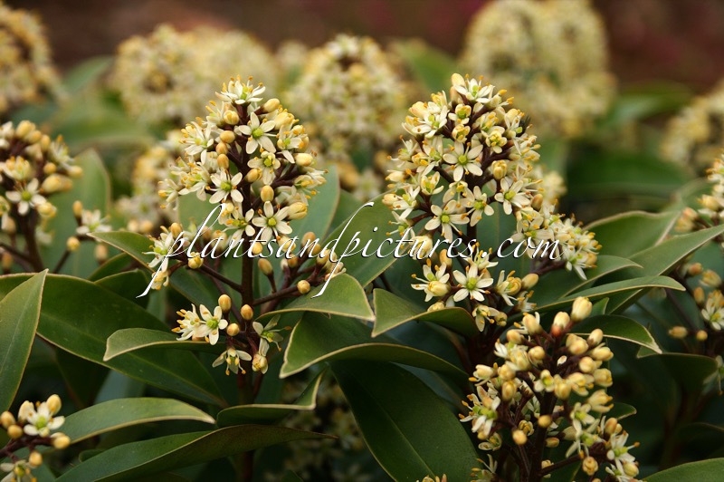 Skimmia japonica ‘Pixel’