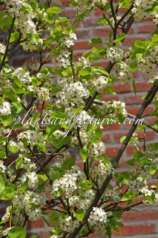 Pyrus calleryana ‘Chanticleer’