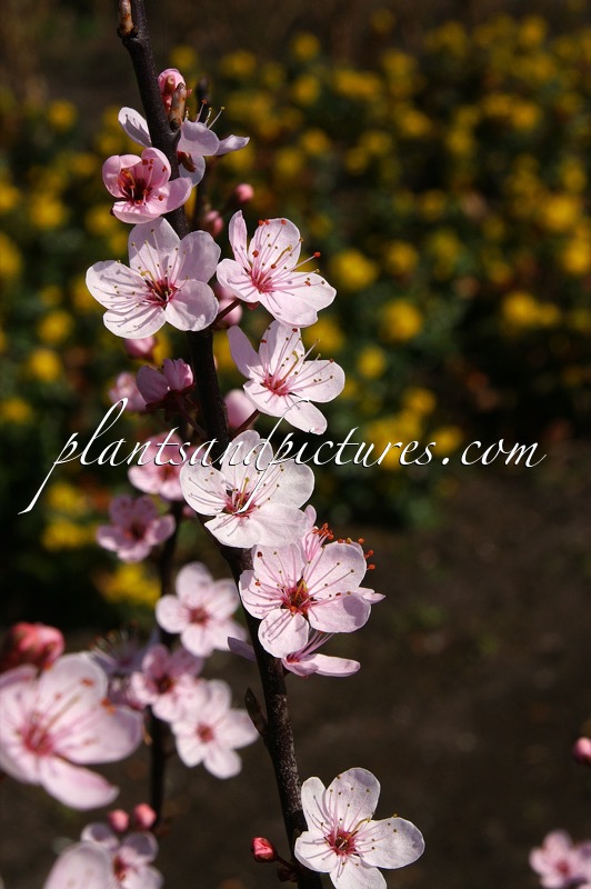 Prunus spinosa ‘Rosea’