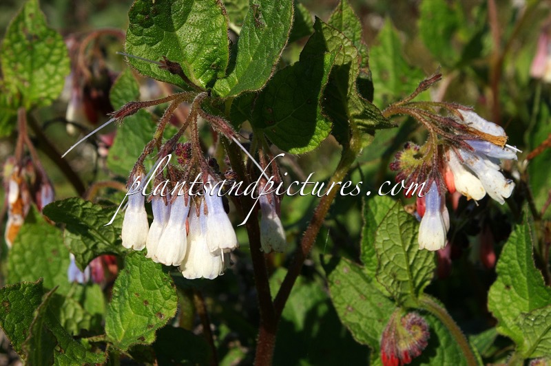 Symphytum grandiflorum ‘Wisley Blue’