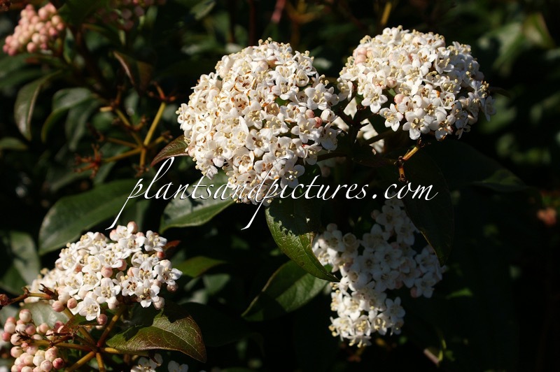 Viburnum tinus