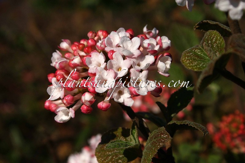 Viburnum carlesii ‘Aurora’