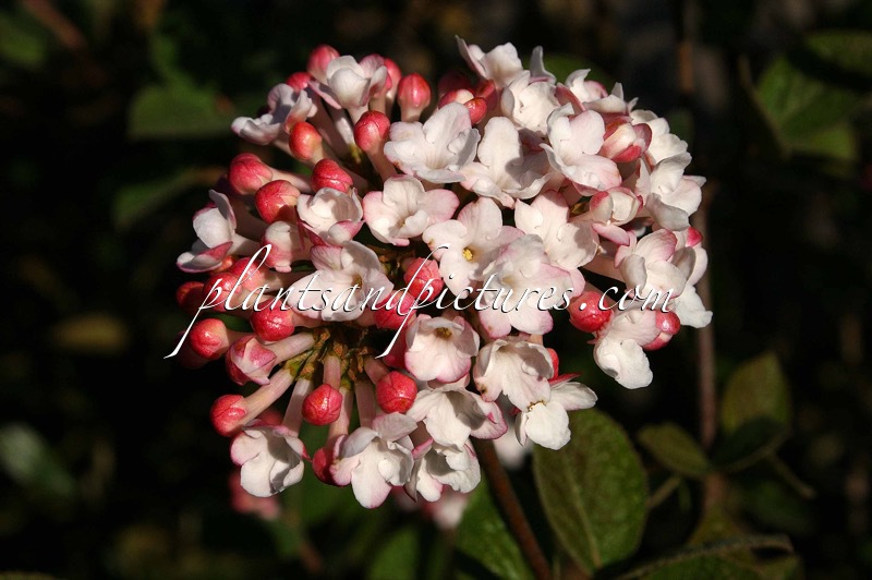 Viburnum carlesii ‘Aurora’
