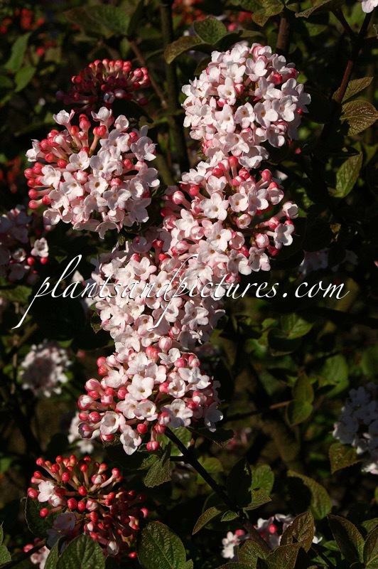 Viburnum carlesii ‘Aurora’