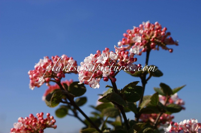 Viburnum carlesii ‘Aurora’