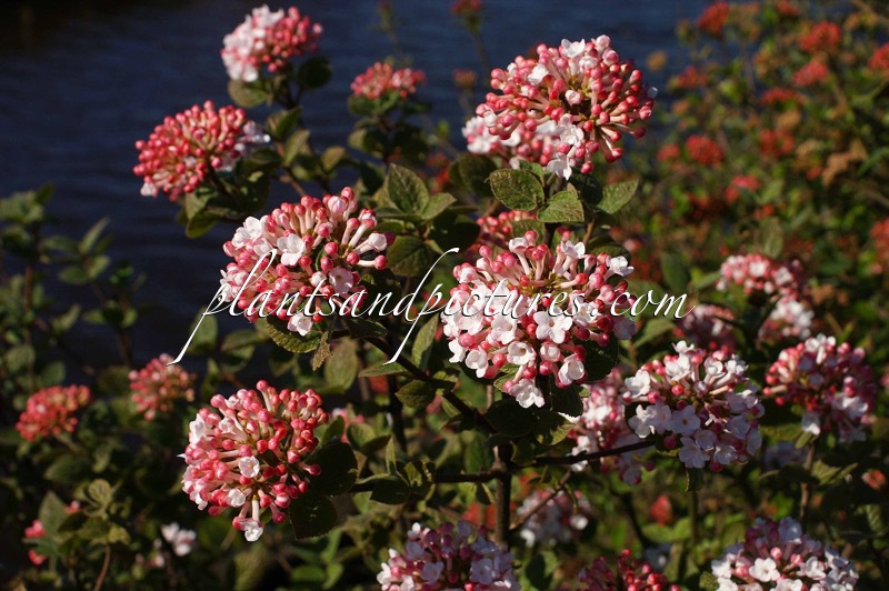 Viburnum carlesii ‘Aurora’