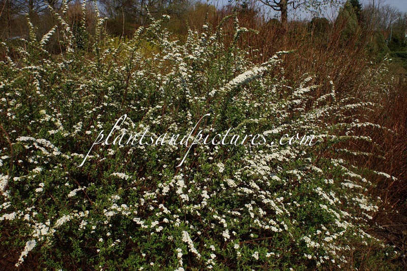 Spiraea cinerea ‘Grefsheim’