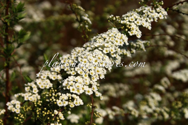 Spiraea cinerea ‘Grefsheim’