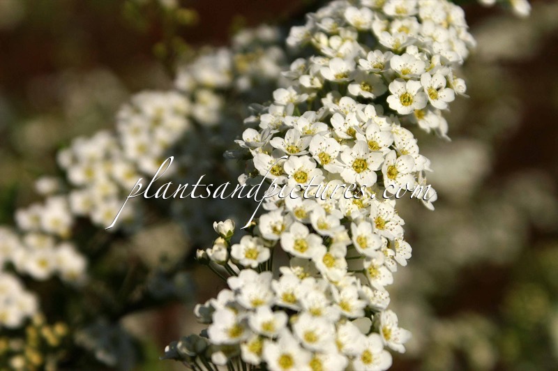 Spiraea cinerea ‘Grefsheim’