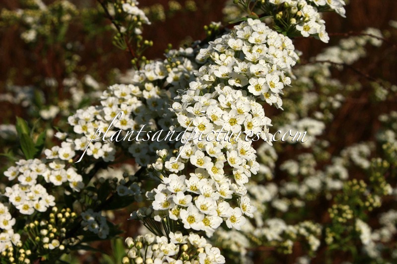 Spiraea cinerea ‘Grefsheim’