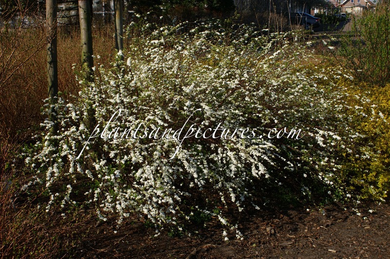 Spiraea arguta