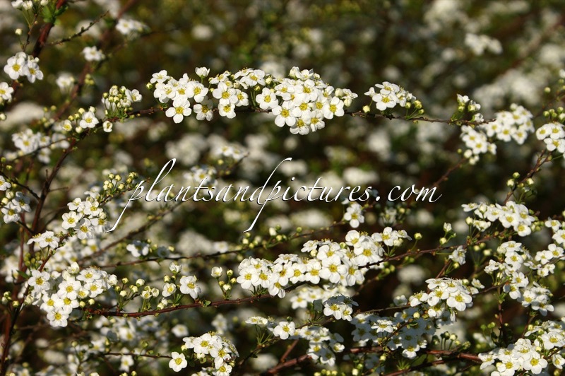 Spiraea arguta