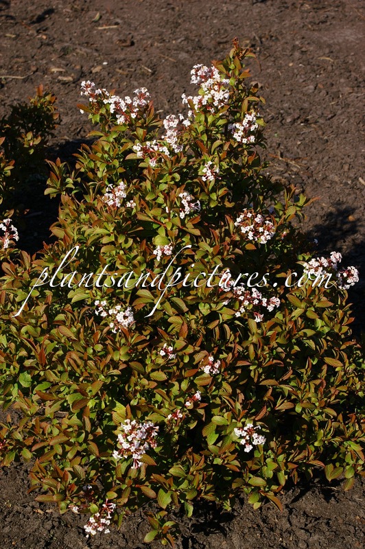 Viburnum farreri ‘Fioretta’